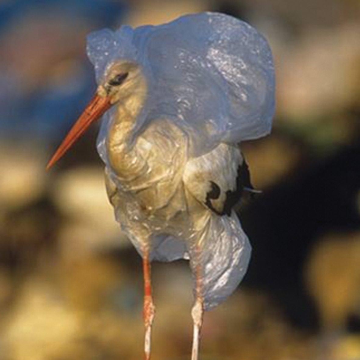 Fulladásos halált okoznak a műanyag zacskók